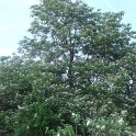 Catalpa fargesii